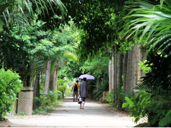 由布島水牛車往復券＋入園券 自由な時間でのんびり植物園を満喫！ 三線を聞きながら水牛車で由布島へ行こう！＜西表島発＞