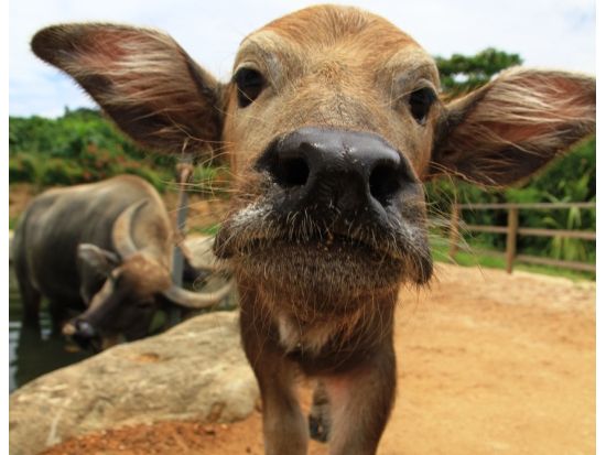 由布島水牛車往復券＋入園券 自由な時間でのんびり植物園を満喫！ 三線を聞きながら水牛車で由布島へ行こう！＜西表島発＞