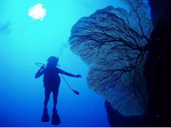 【プライベート】ファンダイビング　沈船など水中の戦跡を潜るレックスペシャルプランあり！＜午前 or 午後／ボート・2ダイブ＞by アクアアカデミー