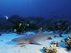 11-Moorea-DiveCenter-CopyrightSylvainGirardot