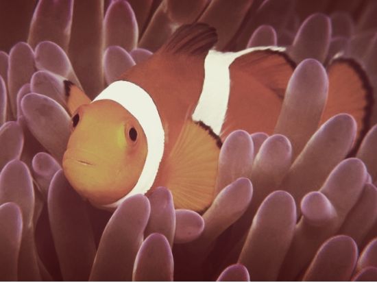 シュノーケリングツアー☆水着だけで参加可能！老舗ダイビングショップが催行する高品質な本格シュノーケリングツアー＜半日～終日／南部エリア無料送迎付＞