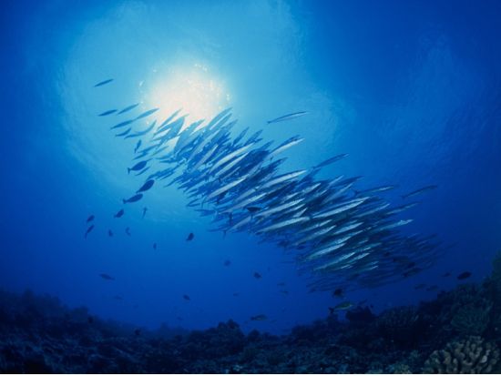 ファンダイビング　フレンチポリネシア最大の環礁の島「ランギロア島」の海へ！＜ボート／2ダイブ／ランギロア島／英語＞by トップダイブ