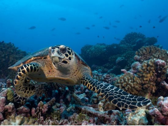 ファンダイビング　フレンチポリネシア最大の環礁の島「ランギロア島」の海へ！＜ボート／2ダイブ／ランギロア島／英語＞by トップダイブ