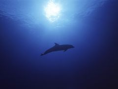 09-Rangiroa-Diving-CopyrightSylvainGirardot