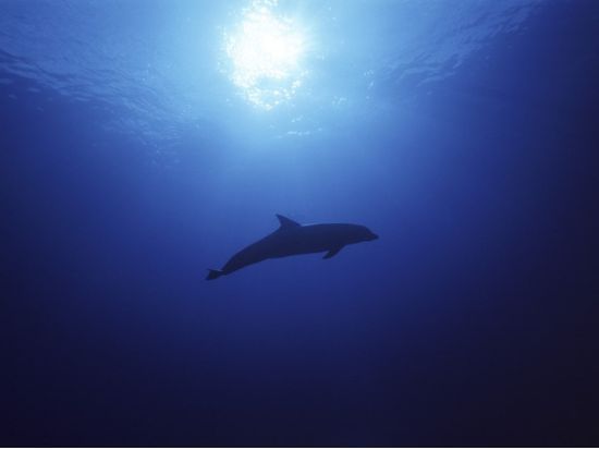 ファンダイビング　フレンチポリネシア最大の環礁の島「ランギロア島」の海へ！＜ボート／2ダイブ／ランギロア島／英語＞by トップダイブ