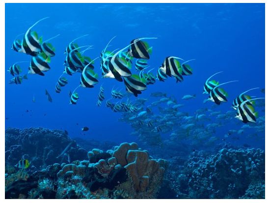 体験ダイビング　ユネスコ自然保護地区「ファカラヴァ島」の豊かな海を満喫＜ボート／1ダイブ／ファカラヴァ島／英語＞by トップダイブ