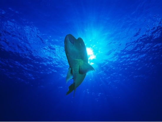 ファンダイビング　ユネスコ自然保護地区　ファカラヴァ島で海洋生物や珊瑚を堪能＜ボート／2ダイブ／ファカラヴァ島／英語＞by トップダイブ