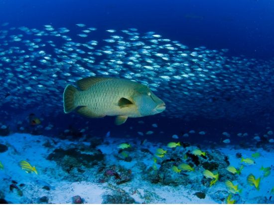 体験ダイビング　ユネスコ自然保護地区「ファカラヴァ島」の豊かな海を満喫＜ボート／1ダイブ／ファカラヴァ島／英語＞by トップダイブ
