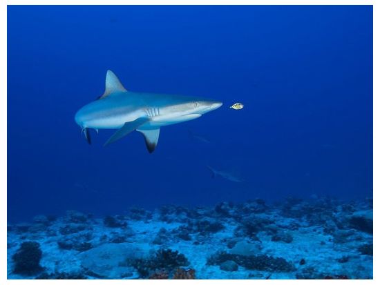 ファンダイビング　ユネスコ自然保護地区　ファカラヴァ島で海洋生物や珊瑚を堪能＜ボート／2ダイブ／ファカラヴァ島／英語＞by トップダイブ