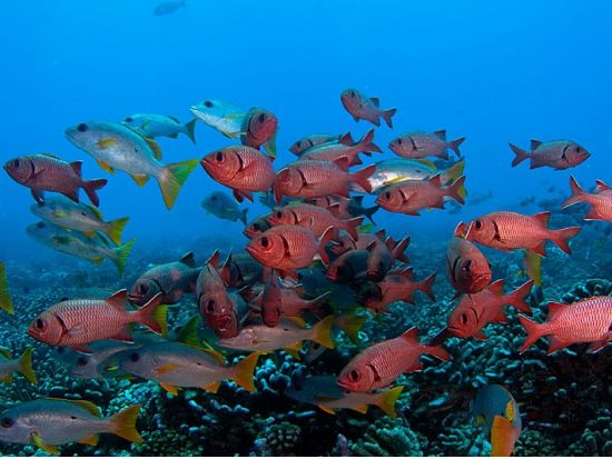体験ダイビング　世界4大環礁のひとつ「ランギロア島」の神秘の海を体験！＜ボート／1ダイブ／ランギロア島／英語＞by トップダイブ