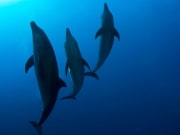 04-dauphins-photo-V.Truchet