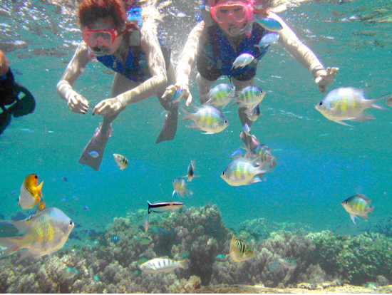 竜宮城エコシュノーケリング　選べるプラン！大評判ランチ or ドルフィンウォッチング＜送迎付き＞byフィッシュアイマリンパーク