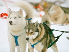 husky_IMG_4116.JPG