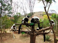 20131108071540_89996_Lemurs_Park_(2)