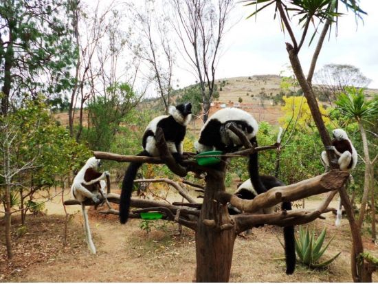 キツネザルにも会える♪首都アンタナナリボとレミュール・パーク観光ツアー＜１日／昼食付／専用車／日本語ガイド／アンタナナリボ発＞