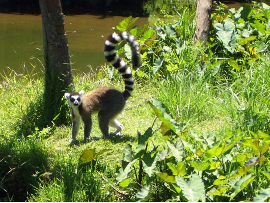 マタガスカルの首都アンタナナリボ観光ツアー ＜半日／専用車／日本語ガイド／アンタナナリボ発＞