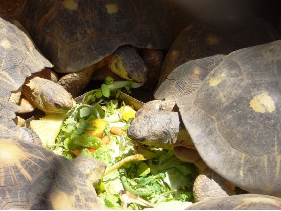 マタガスカルの首都アンタナナリボ観光ツアー ＜半日／専用車／日本語ガイド／アンタナナリボ発＞