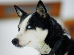 ara-adds-20130127084337