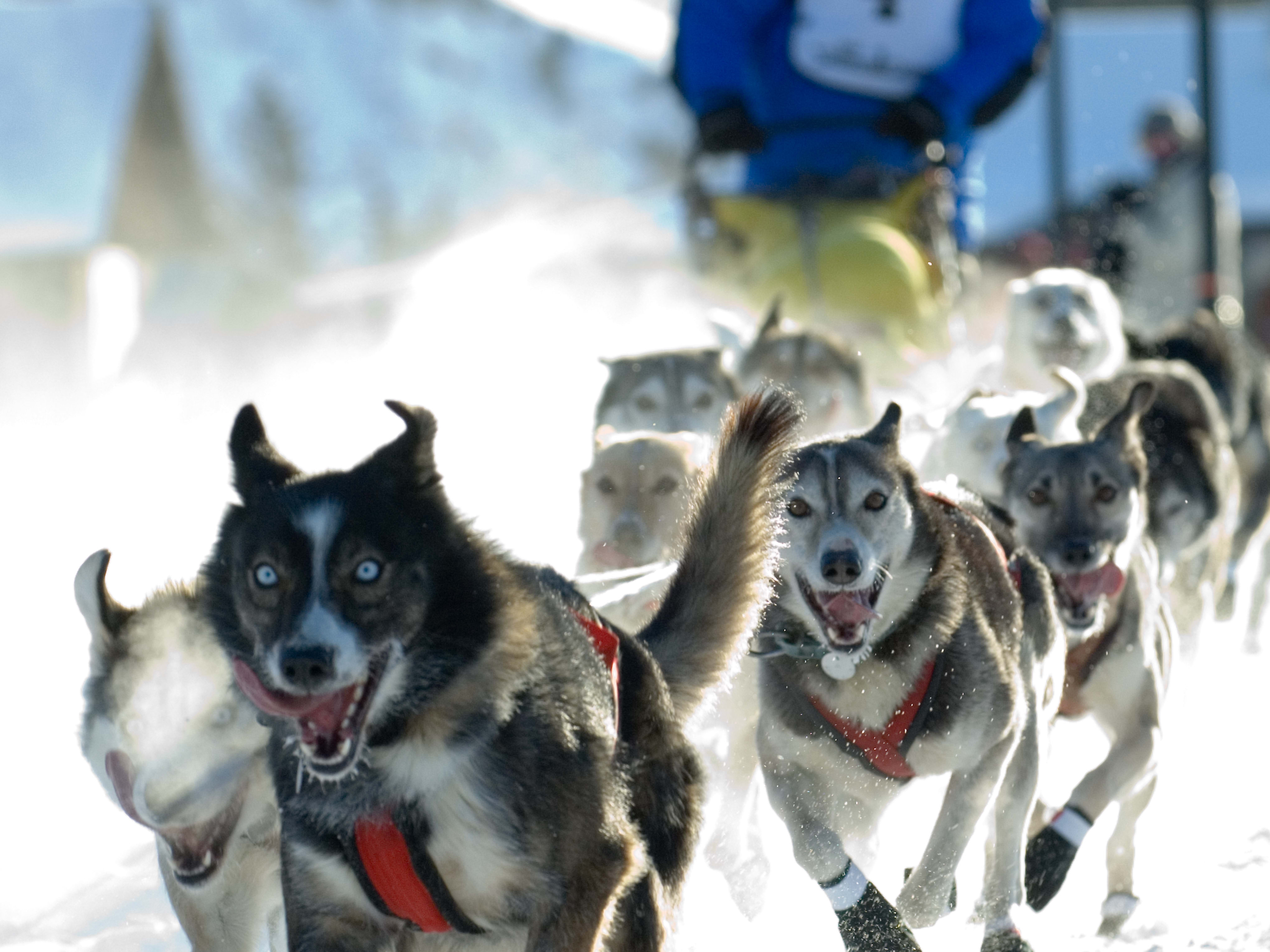 ハスキー犬とまわる感動の雪景色 極北で犬ぞり体験 11 3月 英語ガイド ホワイトホース発 ホワイトホースの観光 オプショナルツアー専門 Veltra ベルトラ