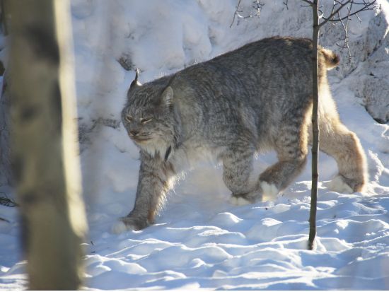 ユーコン野生動物保護区＆エクリプス・ノルディック温泉ツアー ＜7～4月／日本語ガイド選択可＞
