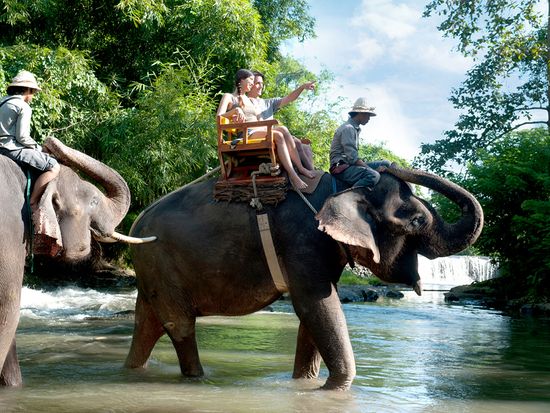 Elephant Cross river