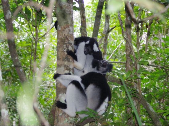 マダガスカルの固有動植物スペシャル！ペリネ特別保護区ツアー1泊2日＜専用車／日本語ガイド／アンタナナリボ発＞