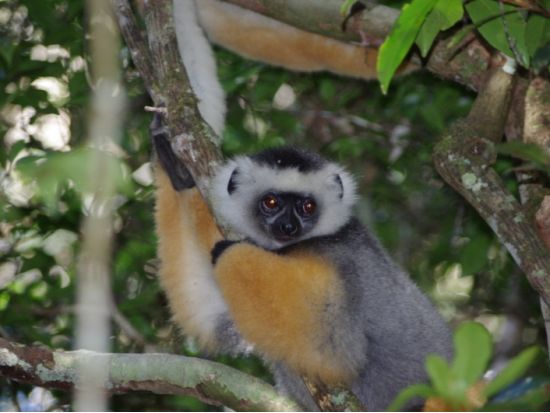 マダガスカルの固有動植物スペシャル！ペリネ特別保護区ツアー1泊2日＜専用車／日本語ガイド／アンタナナリボ発＞