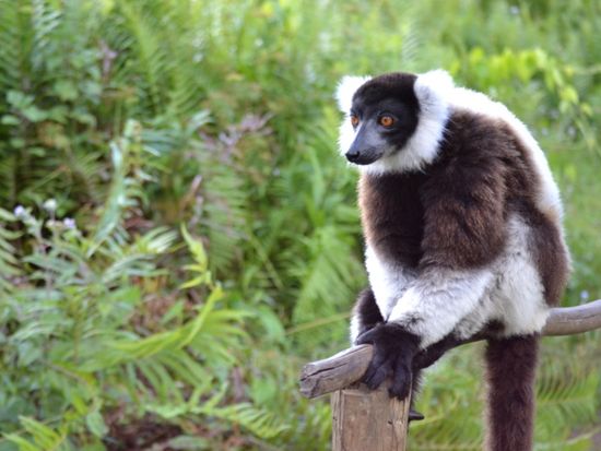 マダガスカル サービス マダガスカル 観光 オプショナルツアー専門予約サイトveltra