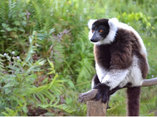 マダガスカルの固有動植物スペシャル！ペリネ特別保護区ツアー1泊2日＜専用車／日本語ガイド／アンタナナリボ発＞