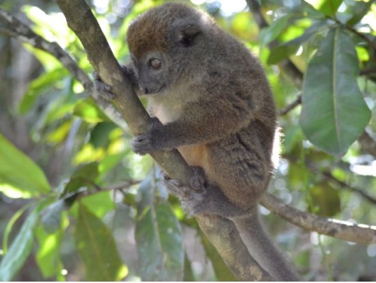 キツネザルやカメレオンに会いに行こう！ペリネ地区のバコナ保護区＆カメレオンパークツアー＜専用車／日本語ガイド／昼食付き／アンタナナリボ発＞