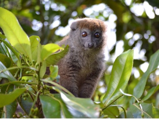 キツネザルやカメレオンに会いに行こう！ペリネ地区のバコナ保護区＆カメレオンパークツアー＜専用車／日本語ガイド／昼食付き／アンタナナリボ発＞