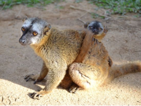 マダガスカルの固有動植物スペシャル！ペリネ特別保護区ツアー1泊2日＜専用車／日本語ガイド／アンタナナリボ発＞