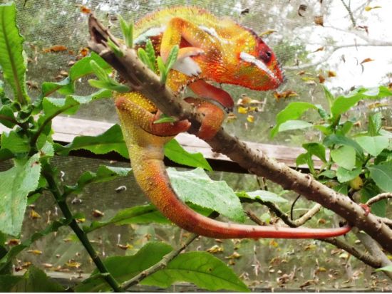 キツネザルやカメレオンに会いに行こう！ペリネ地区のバコナ保護区＆カメレオンパークツアー＜専用車／日本語ガイド／昼食付き／アンタナナリボ発＞