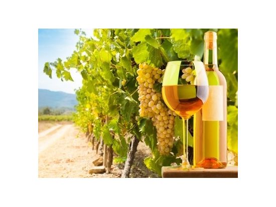 シチリア州　ワイナリー訪問日帰りツアー ＜貸切／現地語ドライバー／試飲付き／パレルモ発＞