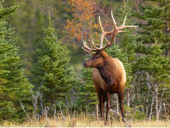 バンフ国立公園 半日観光ツアー　ボウ滝＆フードゥーズ展望台＆ミネワンカ湖など ＜英語ガイド／バンフ発＞