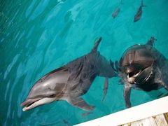 Dolphins Pacific(.JPG3
