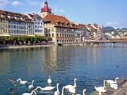Lucerne with swans