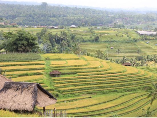ランドローバーで行く！世界遺産ジャティルイのライステラス＋ティガルジャティ村砕石場＋バトゥカウ寺院＜1日／英語ガイド／オーガニックランチ付＞