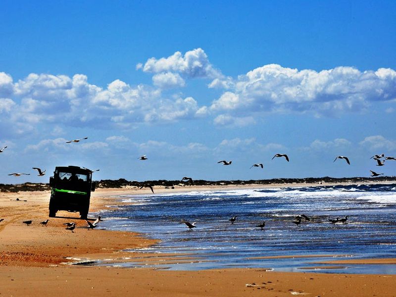 アンダルシアの自然と歴史を満喫 ドニャーナ国立公園 エル ロシーオ マタラスカニャス ビーチ 1日観光ツアー セビリア発 スペイン セビリア 旅行の観光 オプショナルツアー予約 Veltra ベルトラ