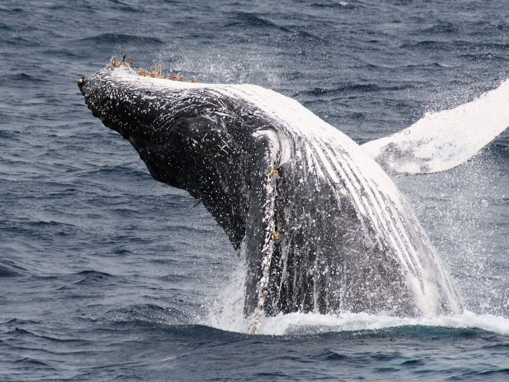 北部発ホエールウォッチング 穴場スポット伊江島沖合でクジラに遭おう！ガイドブックやドリンクなどの無料特典付き＜3.5時間／再チャレンジ無料乗船あり＞