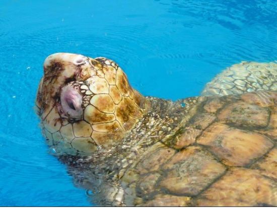 ウミガメに会いに行こう！プライア ド フォルテ1日観光ツアー＜スペイン語ガイド／サルバドール発＞