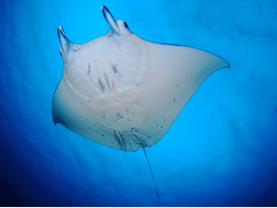 ファンダイビング 潜れば潜るほどお得！1日最大4ダイブまでOK＜ボート／2～6ダイブ＞by パラオ・パシフイックダイバーズ