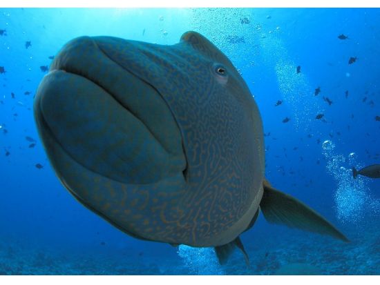 ファンダイビング 潜れば潜るほどお得！1日最大4ダイブまでOK＜ボート／2～6ダイブ＞by パラオ・パシフイックダイバーズ