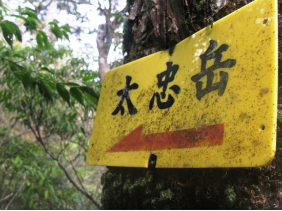 【貸切】太忠岳トレッキングツアー ヤクスギランドを通って太忠岳の山頂を目指す！ by 屋久島ガイドツアー