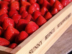 Sunny Ridge Strawberries (348, 348S)