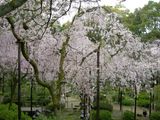 桜の名所バスツアー 妙心寺退蔵院の紅しだれ桜 大覚寺 平安神宮 3 28 4 8限定 昼食付 1日 京都駅発 By 京都定期観光バス 京都の観光 遊び 体験 レジャー専門予約サイト Veltra ベルトラ 桜の名所バスツアー 妙心寺退蔵院の紅しだれ桜 大覚寺 平安神宮 3 28 4 8限定 昼食付 1日 京都駅発 By 京都定期観光バス 京都の観光 遊び 体験 レジャー専門予約サイト Veltra ベルトラ
