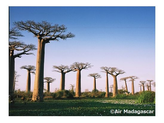 神秘の巨木を訪ねて バオバブ並木ツアー＜午後／専用車／英語ガイド／モロンダバ発＞