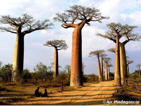 バオバブ並木と選べる訪問地　1日ツアー　ヴェズ族の漁村またはキリンディ森林保護区 ＜終日／専用車／英語ガイド／モロンダバ発＞