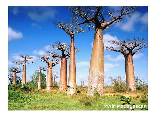 バオバブ並木と選べる訪問地　1日ツアー　ヴェズ族の漁村またはキリンディ森林保護区 ＜終日／専用車／英語ガイド／モロンダバ発＞