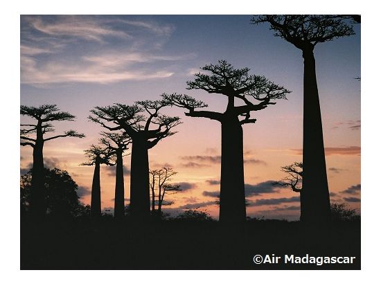 神秘の巨木を訪ねて バオバブ並木ツアー＜午後／専用車／英語ガイド／モロンダバ発＞